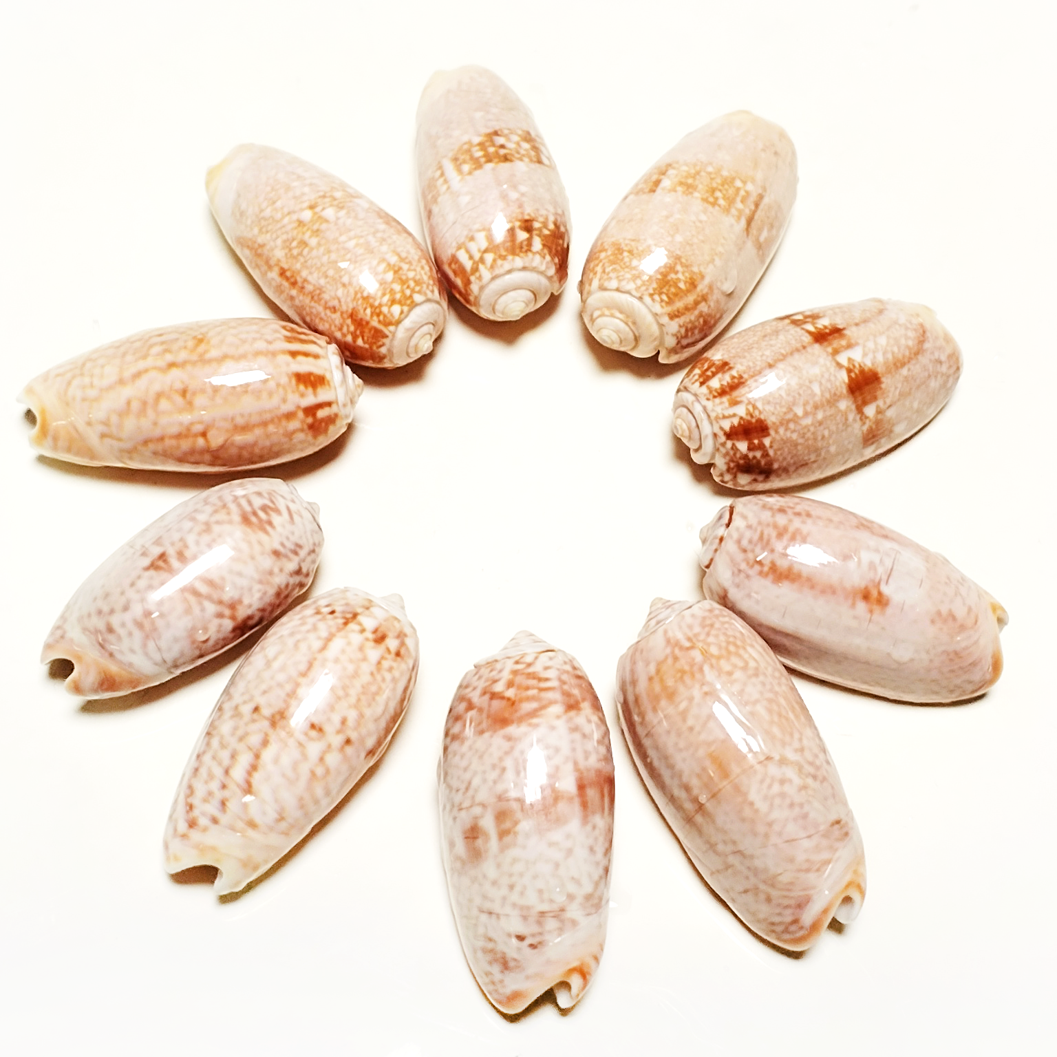 Pacific Jewelry & Watches Los Angeles - 10 PCS Red Oliva Miniacea Shells