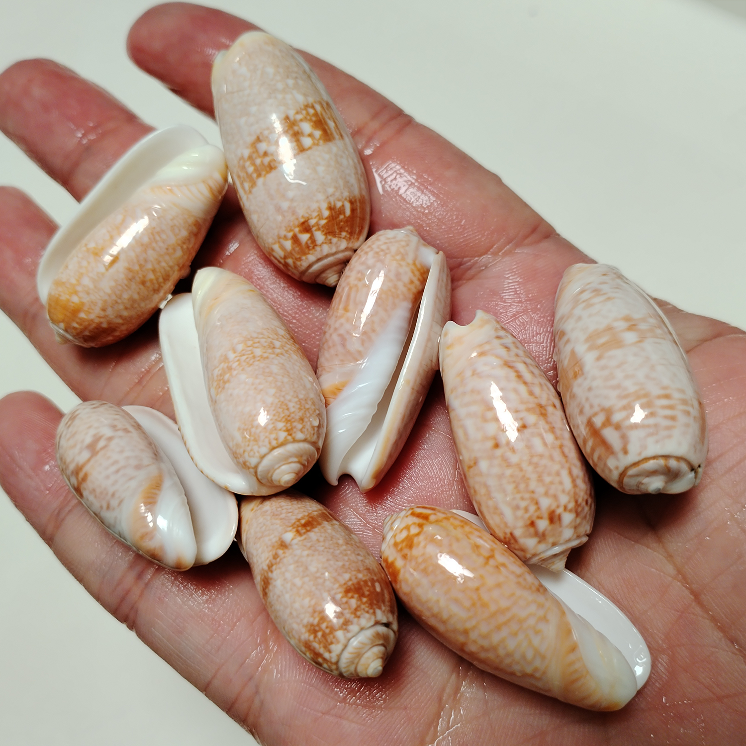 10 PCS Red Oliva Miniacea Shel - Pacific Jewelry & Watches Los Angeles 리뷰 및 가격
