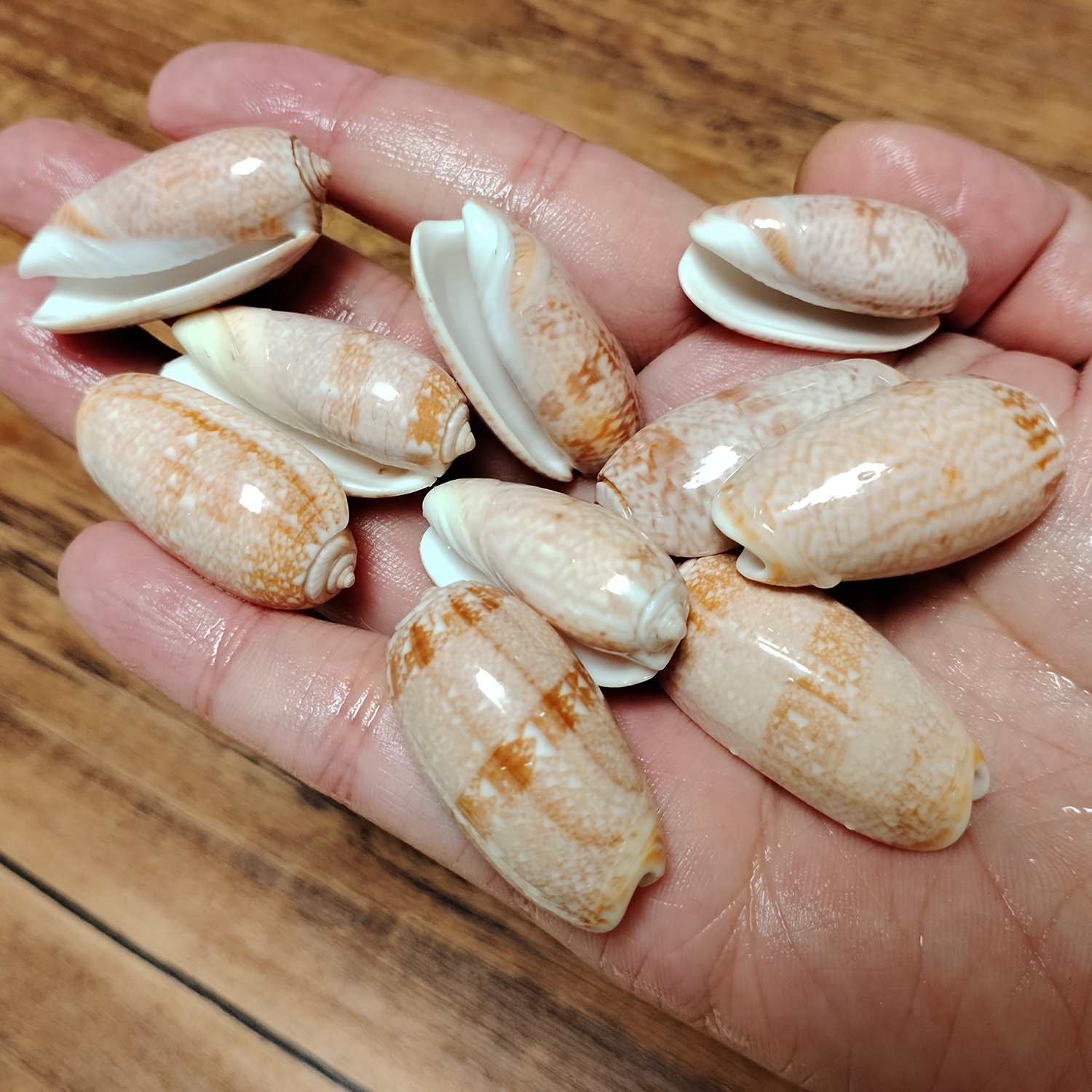10 PCS Red Oliva Miniacea Shel - Pacific Jewelry & Watches Los Angeles 리뷰 및 가격